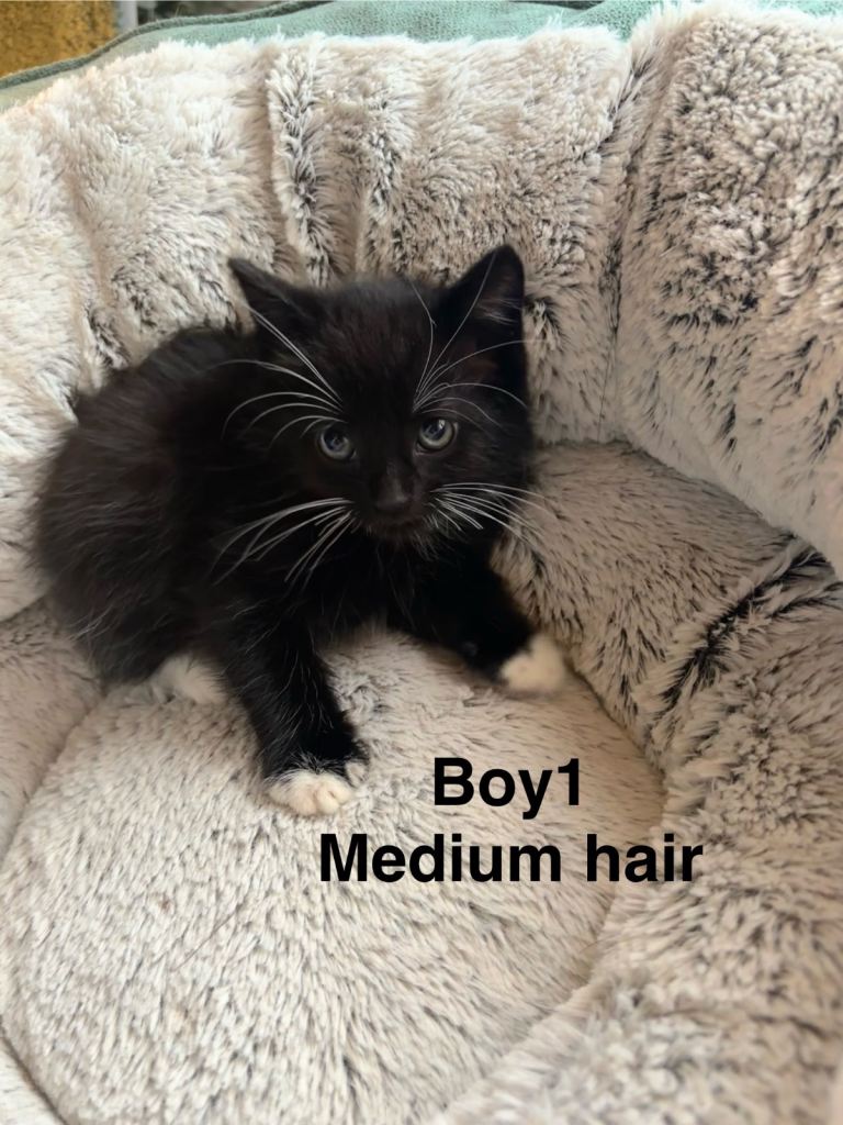 4 beautiful Tuxedo kittens ready for their  new homes