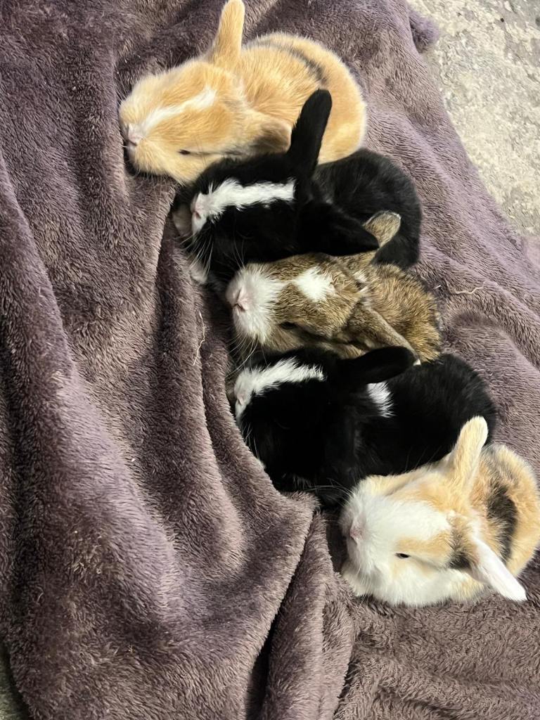 Bunnies mini lop 