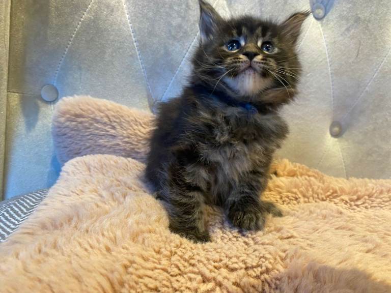 Maine coons kittens  black smoke, grey tabby.