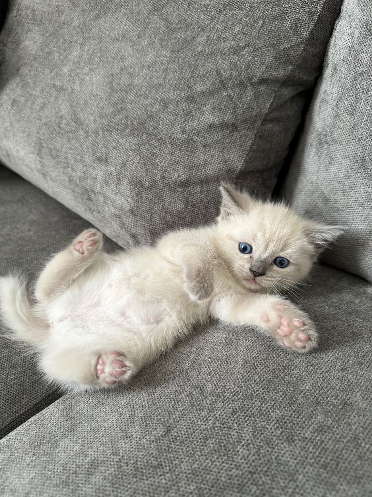 Beautiful ragdoll kittens for sale