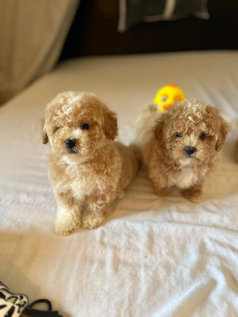 Maltipoo