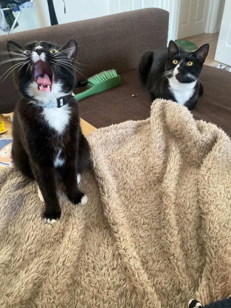 Two 1year old cats 