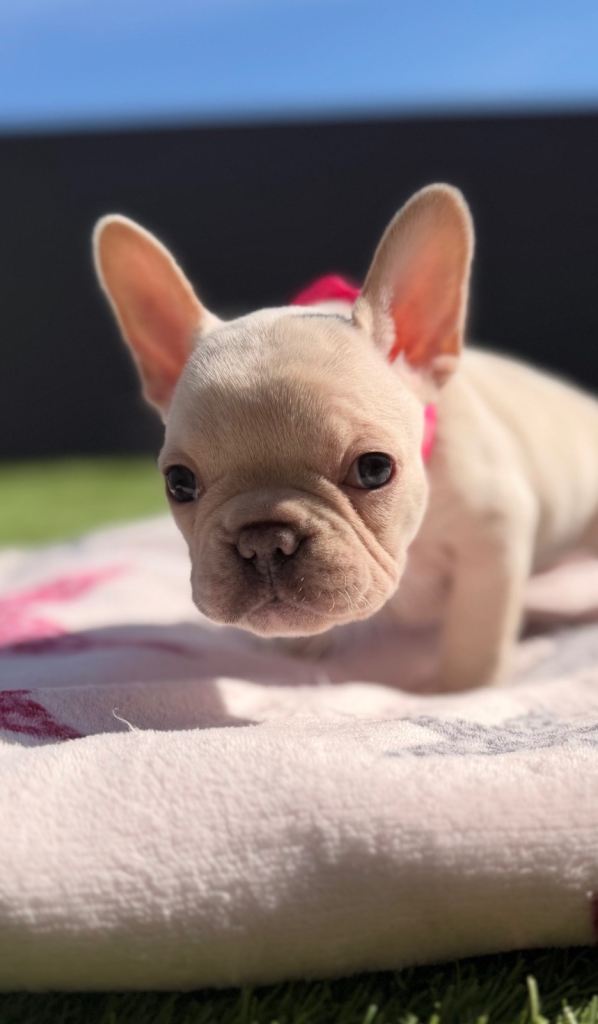 Frenchie mixed litter for sale 