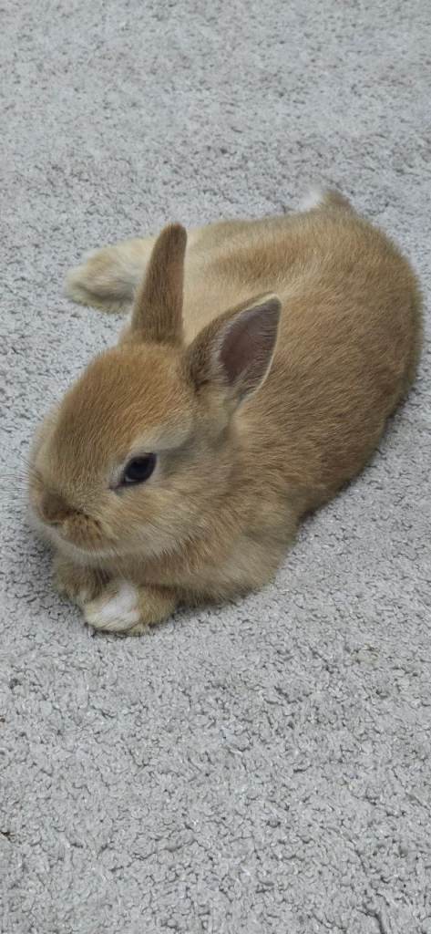 Netherland dwarf for sale 