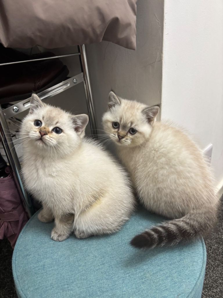 Pure British shorthair kitten . 