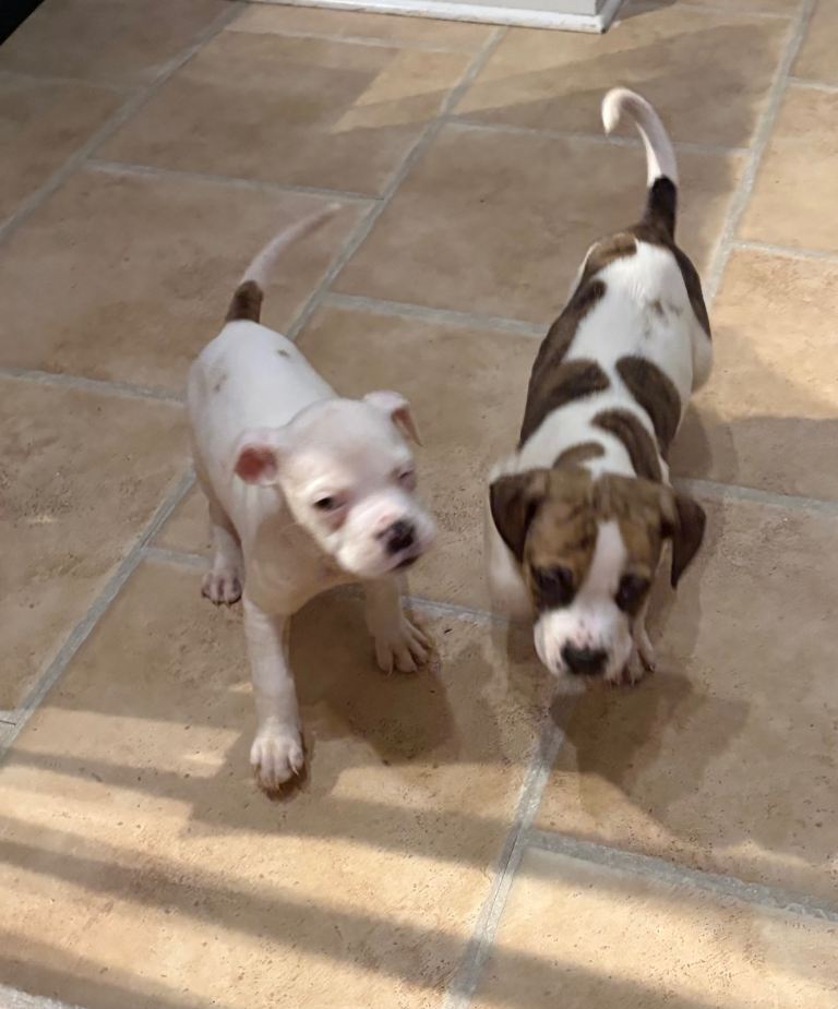 American Bulldog puppies Aberdeen 