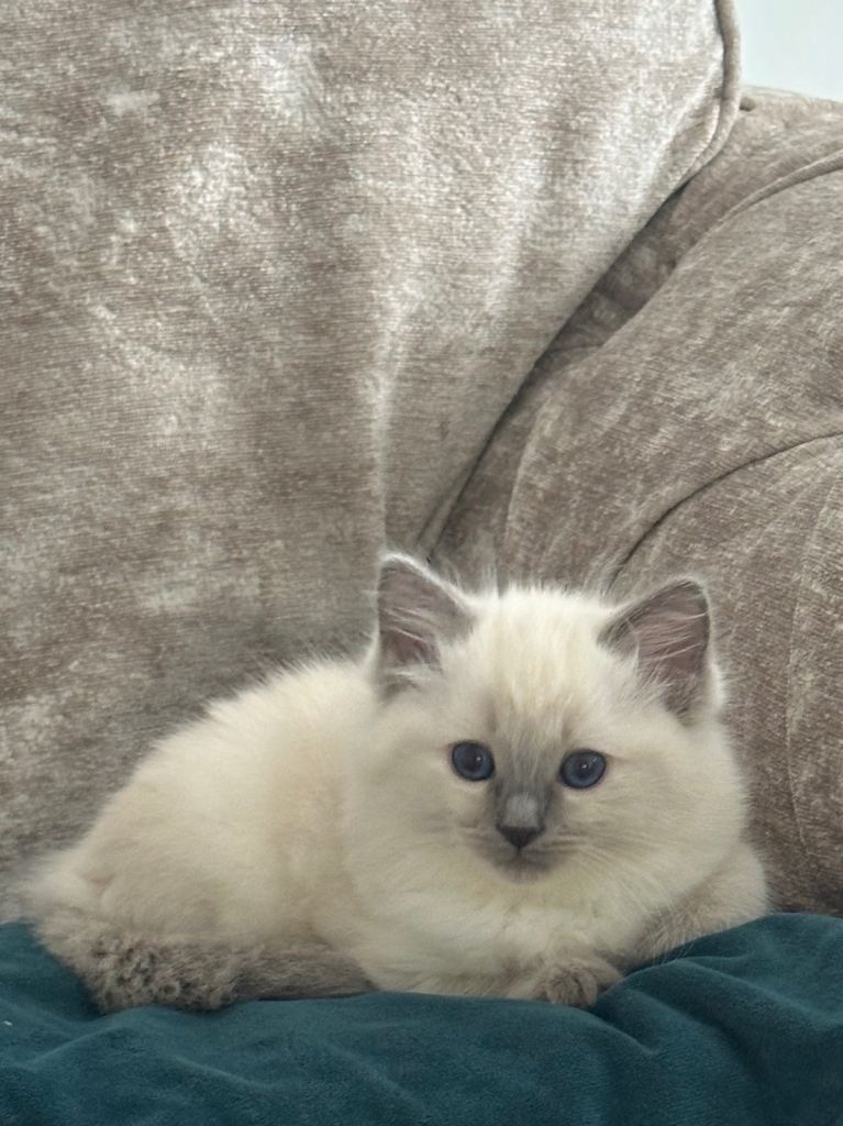 Small adorable kittens for sale 