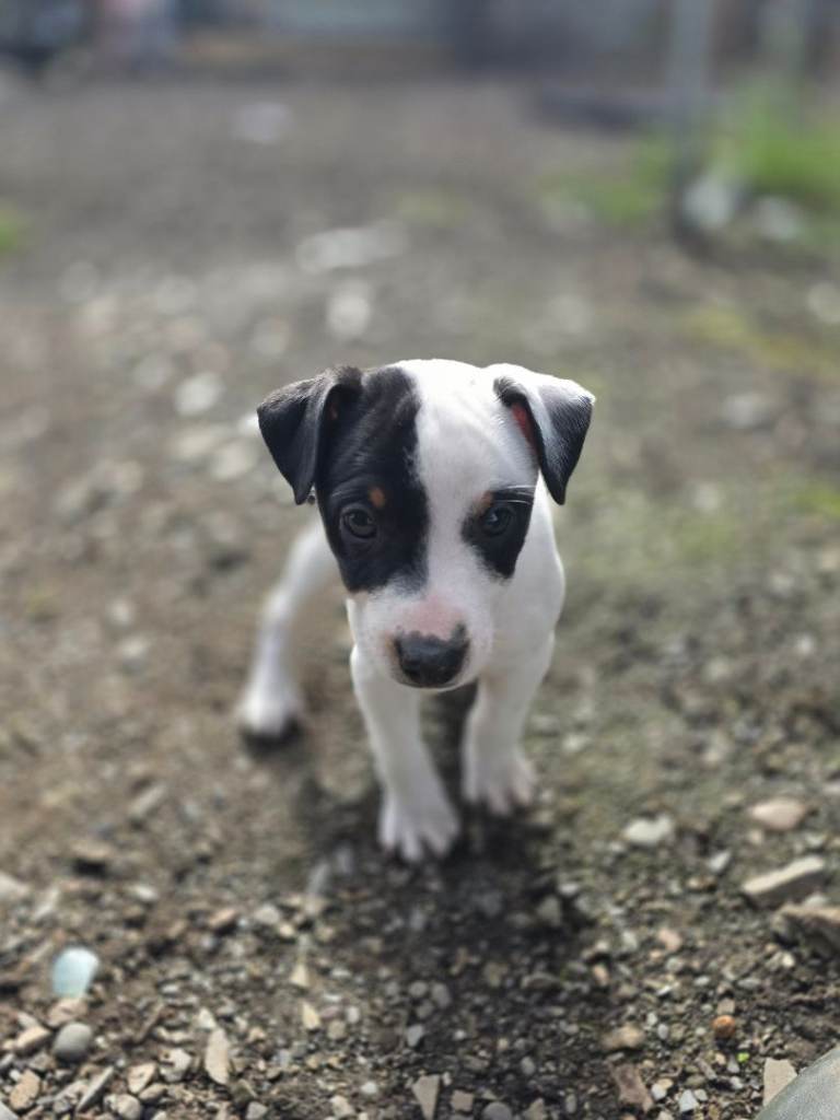 Jack Russell puppies