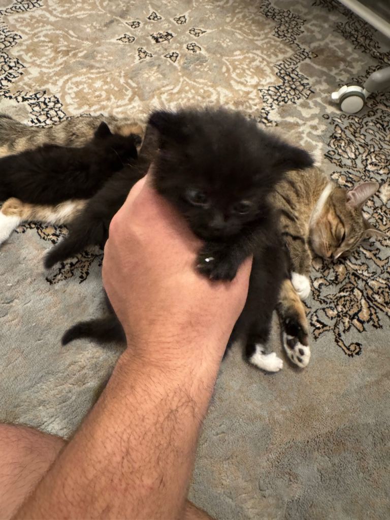Kitten for sale