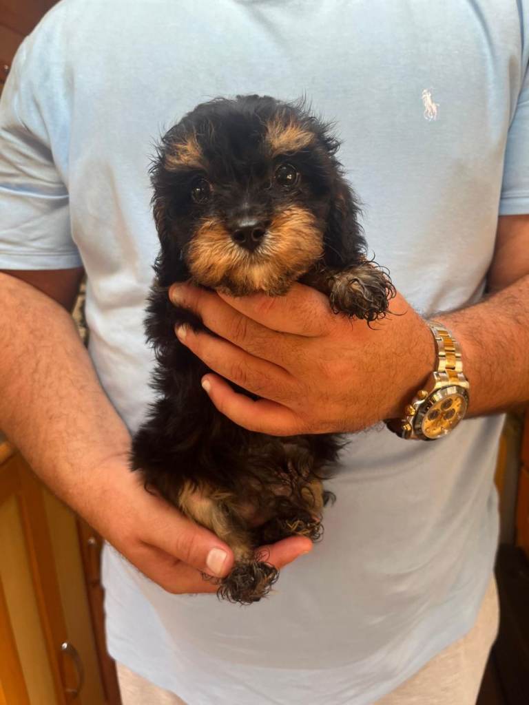 Last 3 Adorable Cavalier x Miniature Poodle Pups