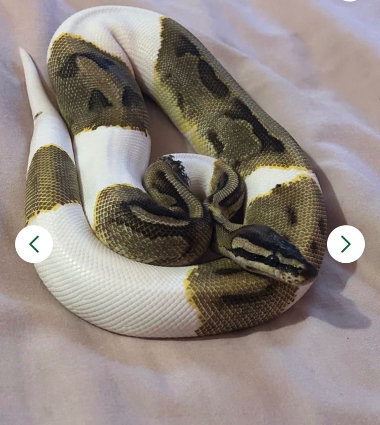 Male Enchi Pied Royal Python with bioactive setup 