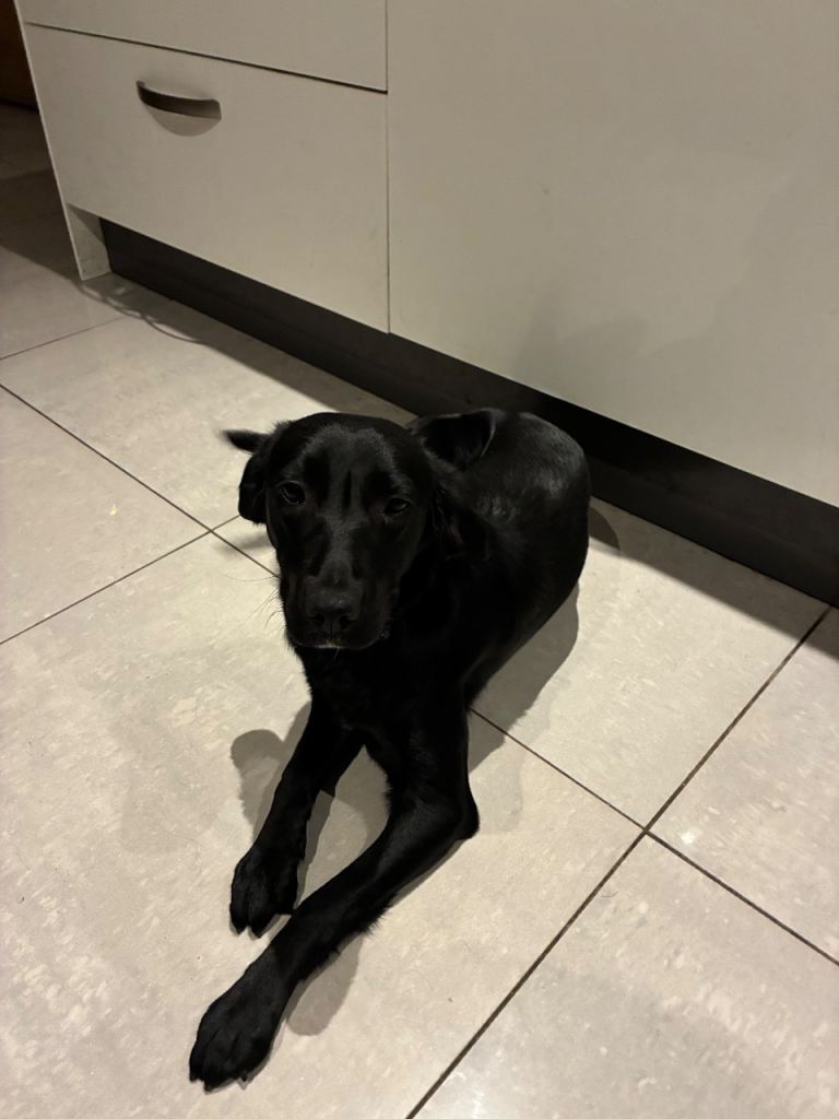 Cocker Collie x Puppy 