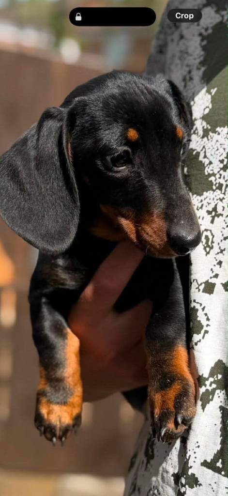 Miniature Dachshund Puppies