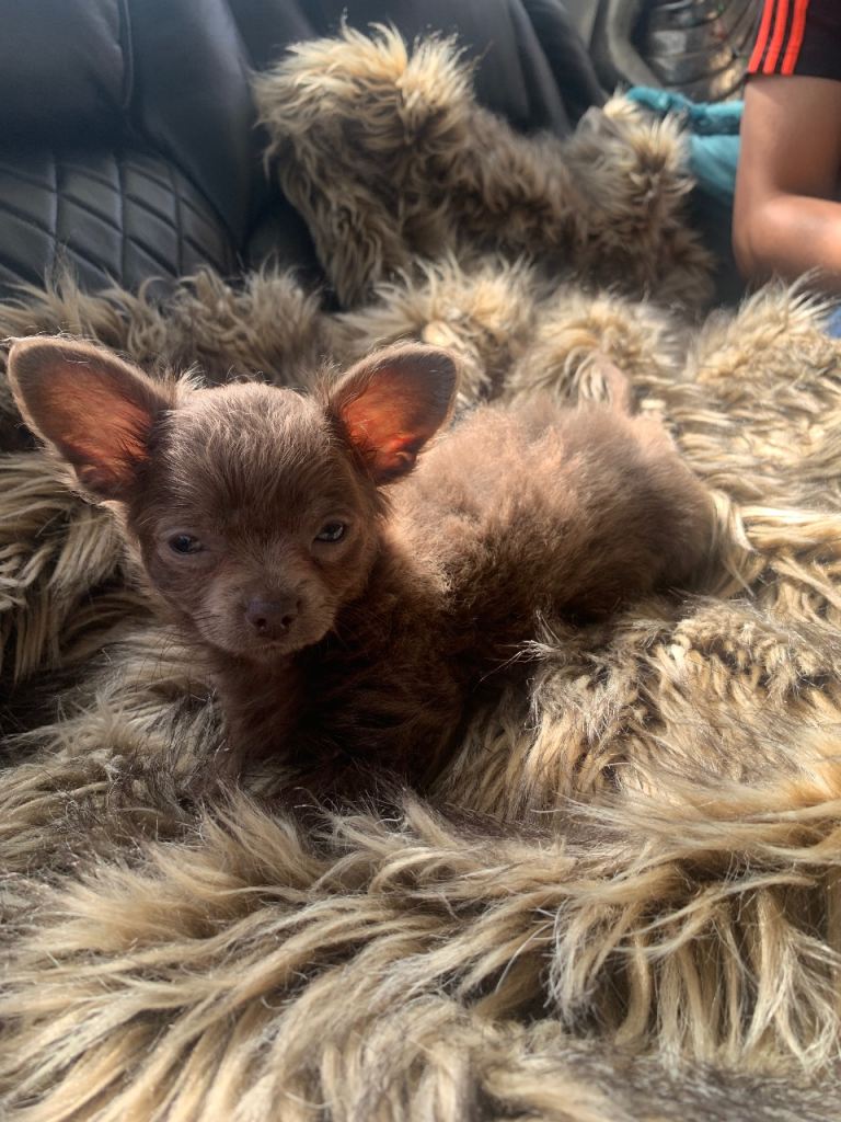 litter of Chihuahua boy puppies only ready to leave now 