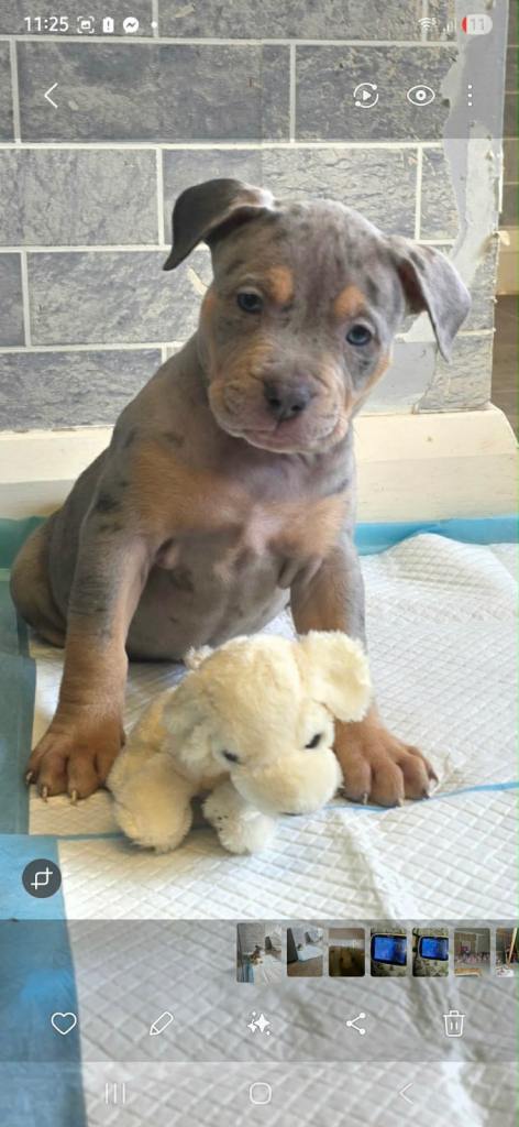 female staff pup
