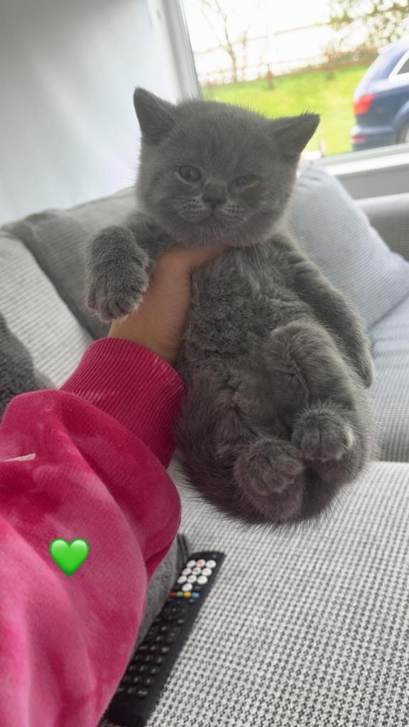 British Shorthair kittens blue and lilac 