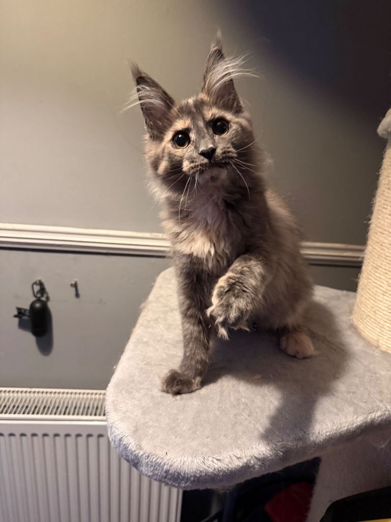 Tica registered Maine Coon kittens