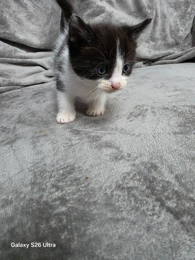 Kittens for sale