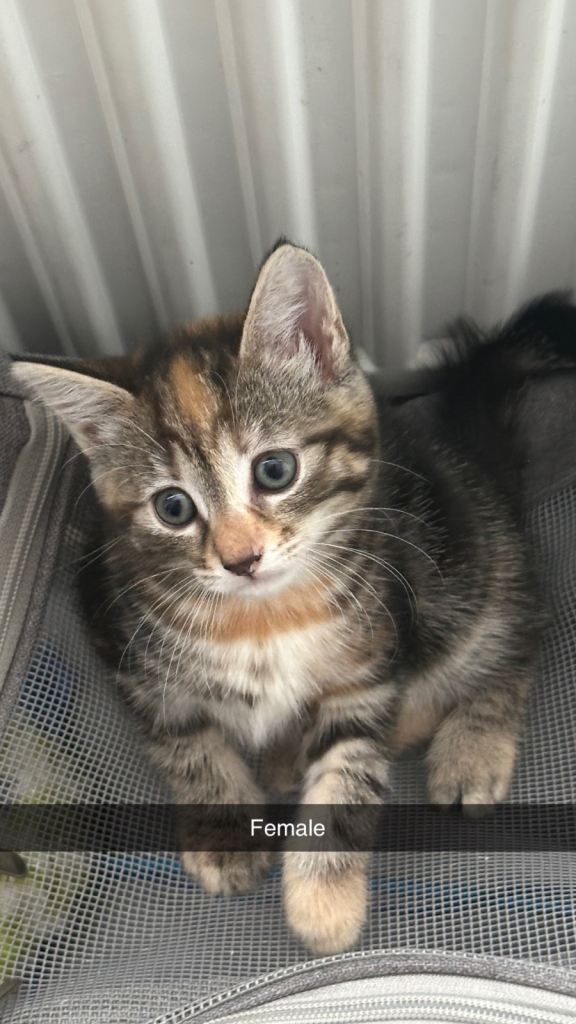 4 beautiful kittens looking for a loving home❤️