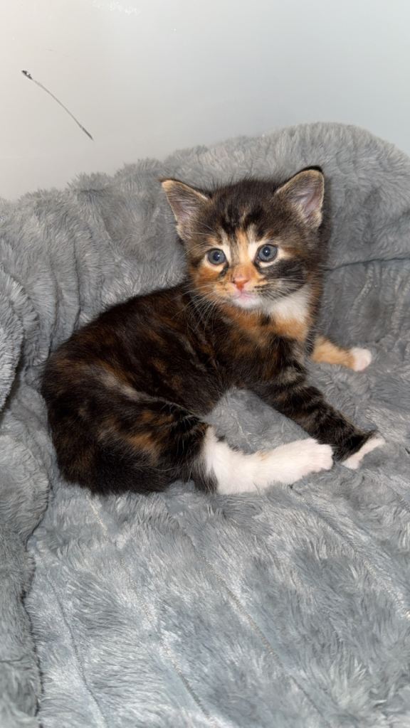 FEMALE 11 week old kitten for sale