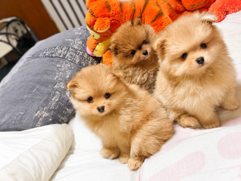 Pomeranian puppies 