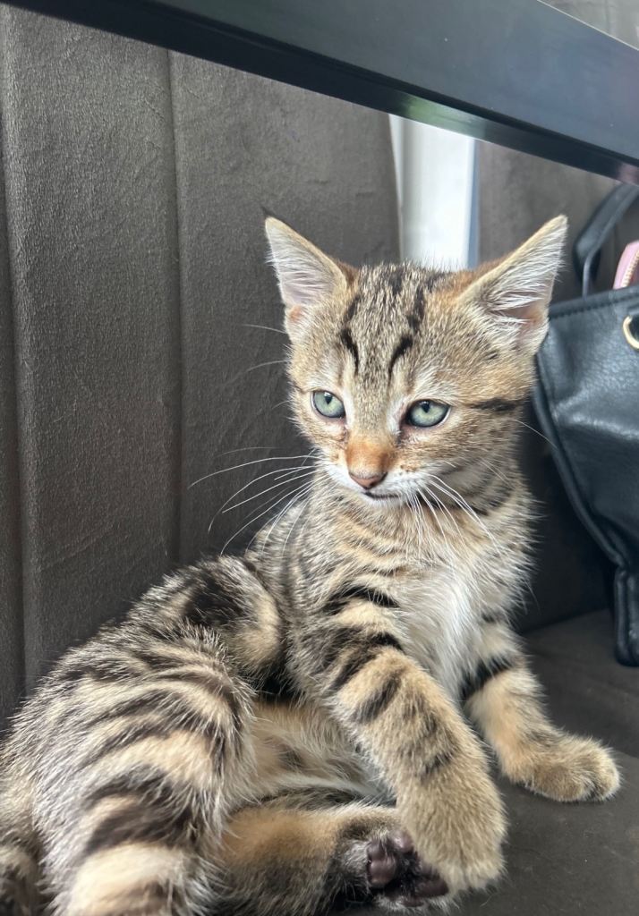 4 kittens ready to go now 