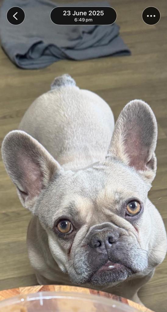 French Bulldog 