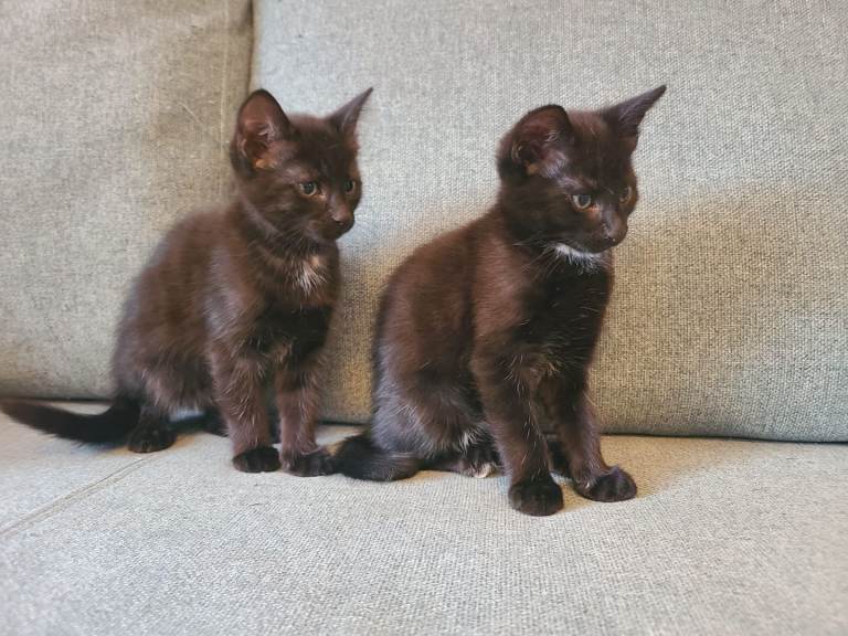 Kittens 