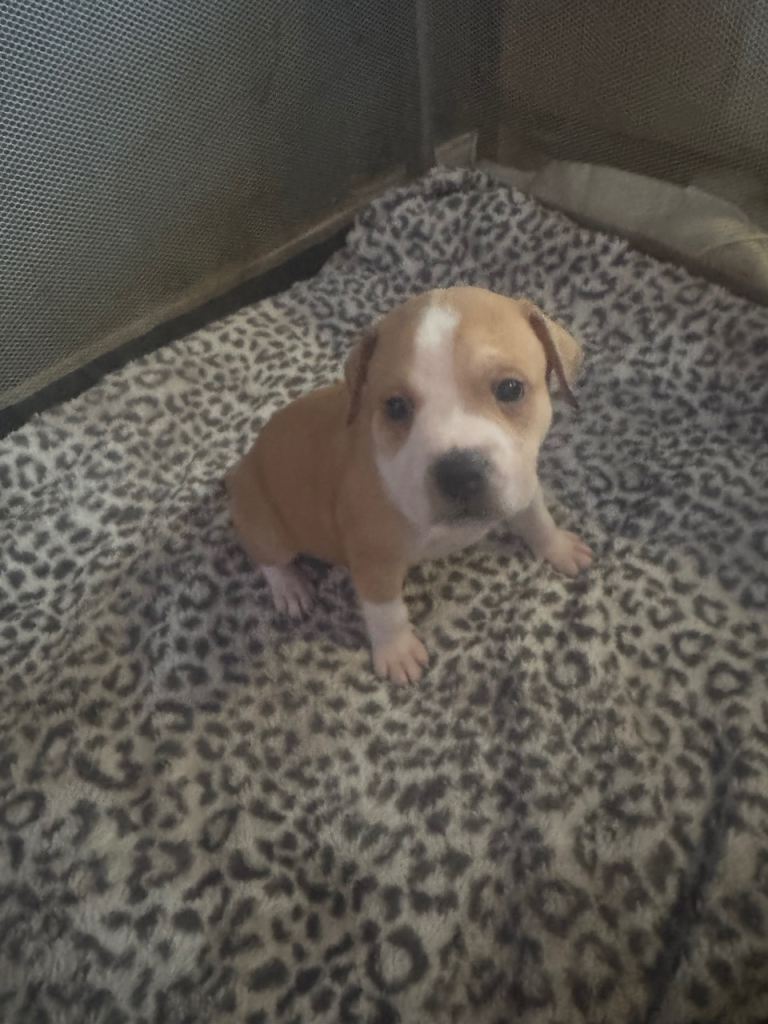 Staffy puppies ready for forever homes now