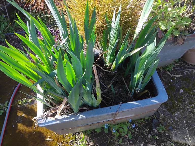 Yellow iris pond plant clumps or in aquatic baskets 