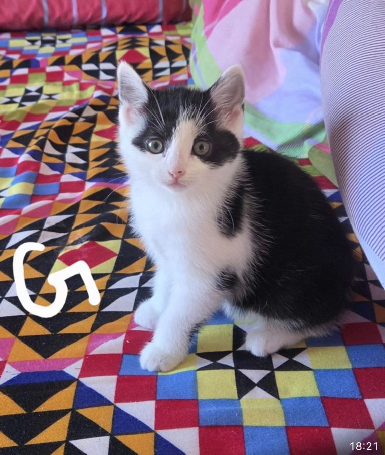 🐾 8-Week-Old Kittens for Sale – Ready for Their New Homes! 🐾