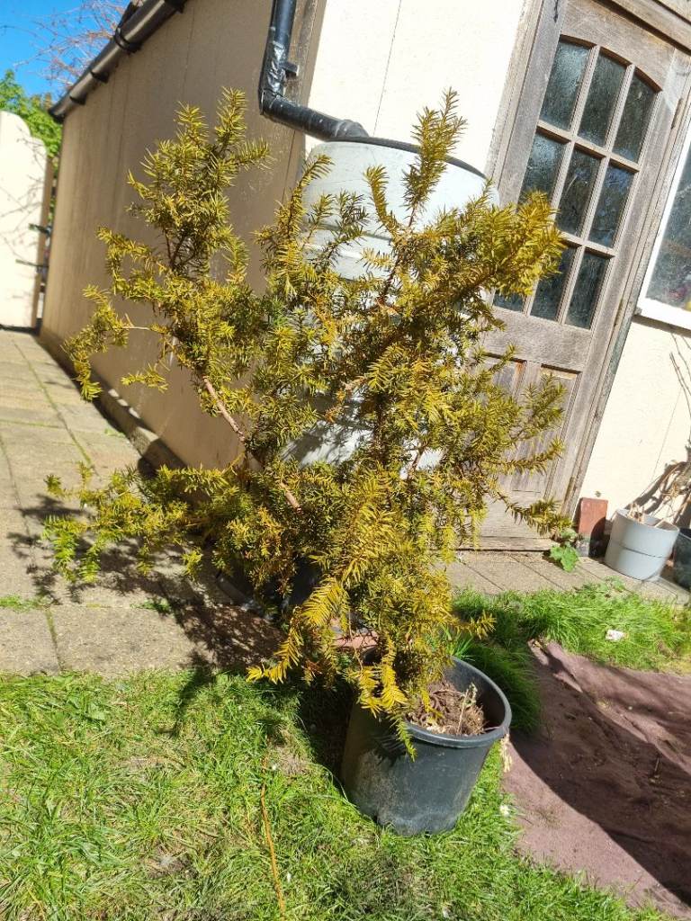 English yew tree approx 90cm