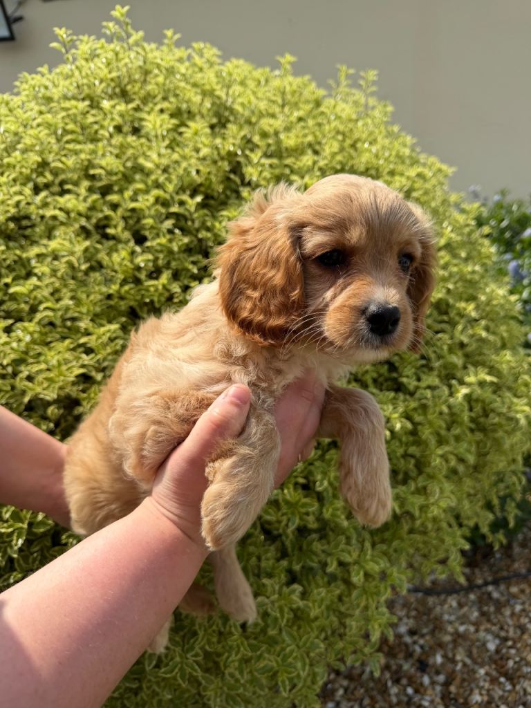 Cavachon 