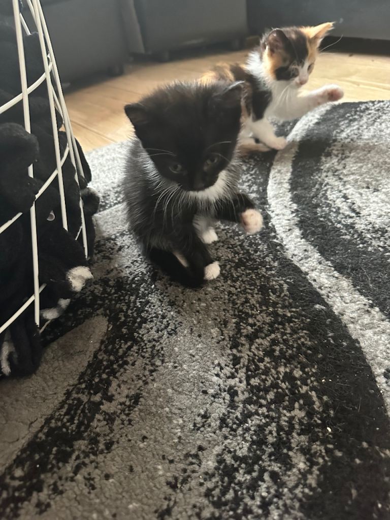 5 kittens for sale 