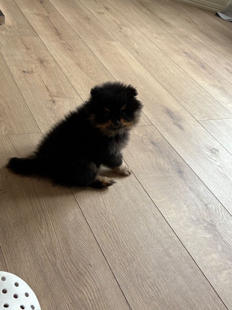 Pomeranian quick sale 