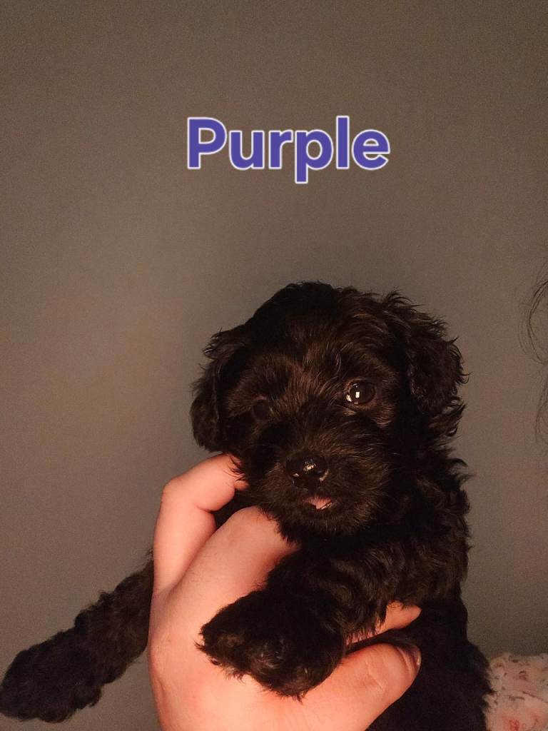 💕 Gorgeous F1B Shihpoo Puppies Looking for Their Forever Homes 💕