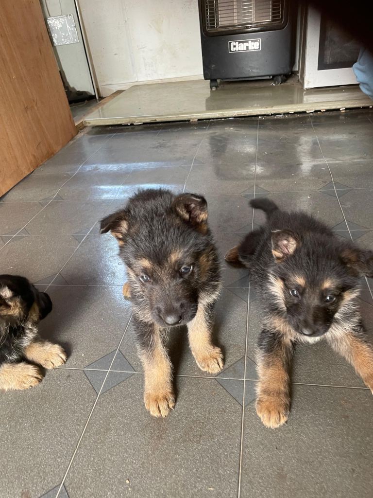 German shepherd puppies for sale 