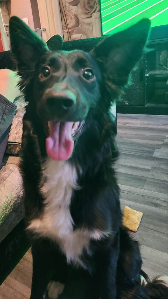 Pure border collie