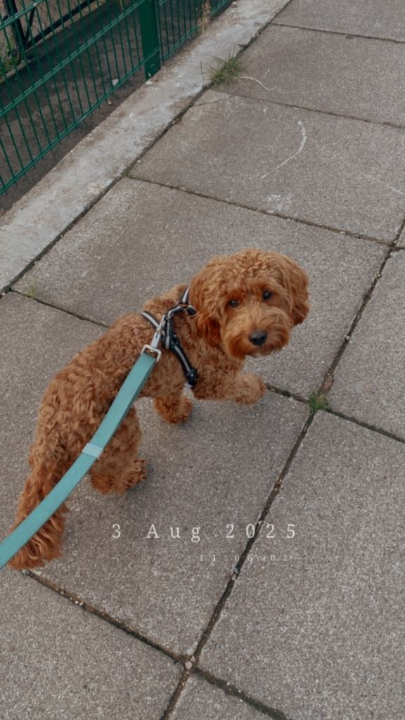 Looking for a new home