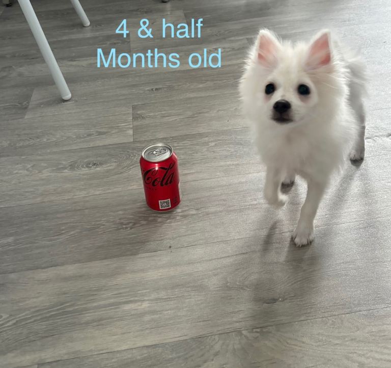 Pomeranian 4 and half months old white 
