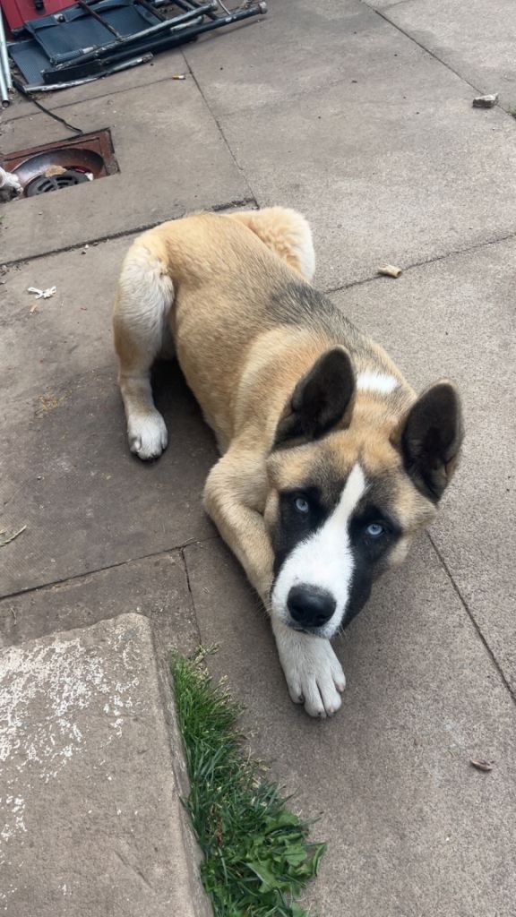 Blue eyes akita