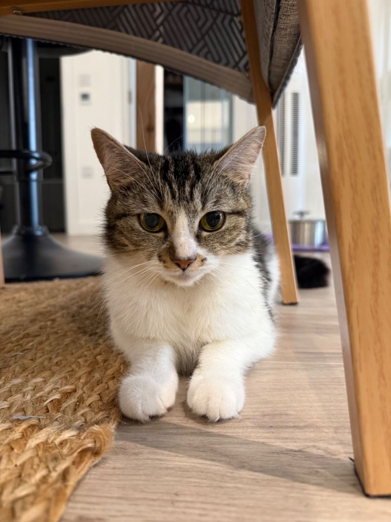 Adorable kitty