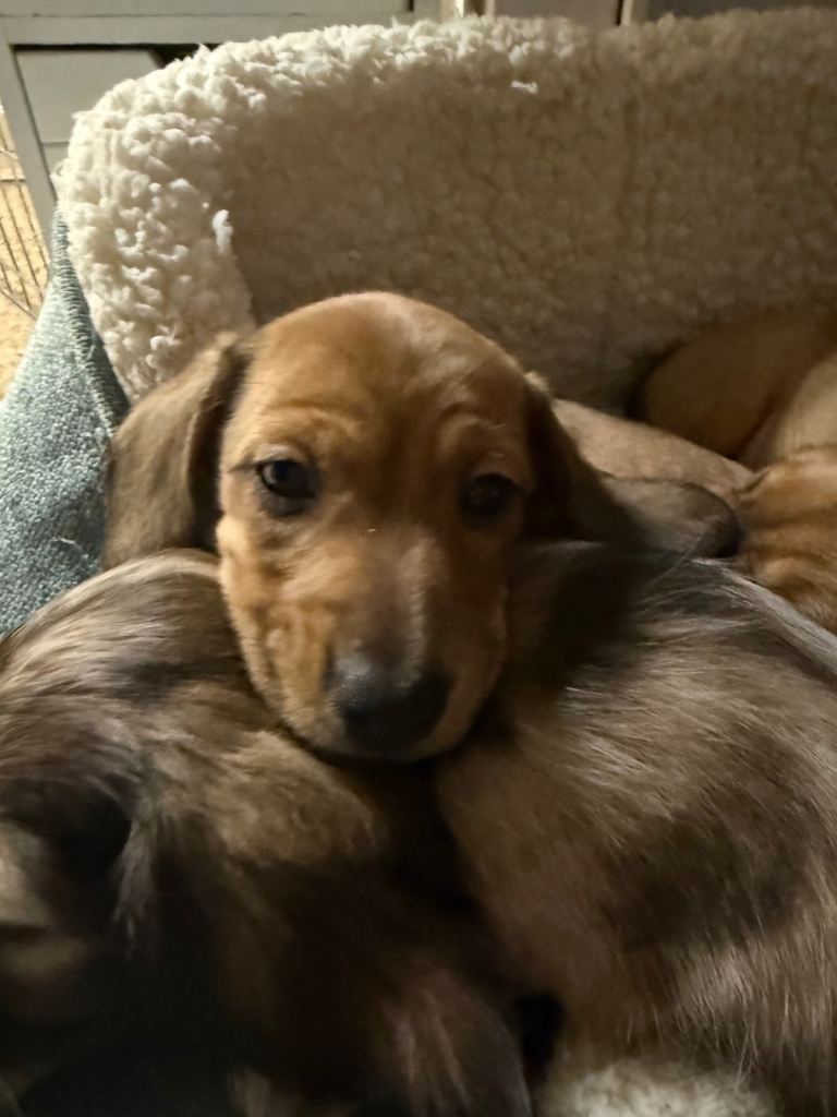LAST 2 MINATURE DACHSHUND 