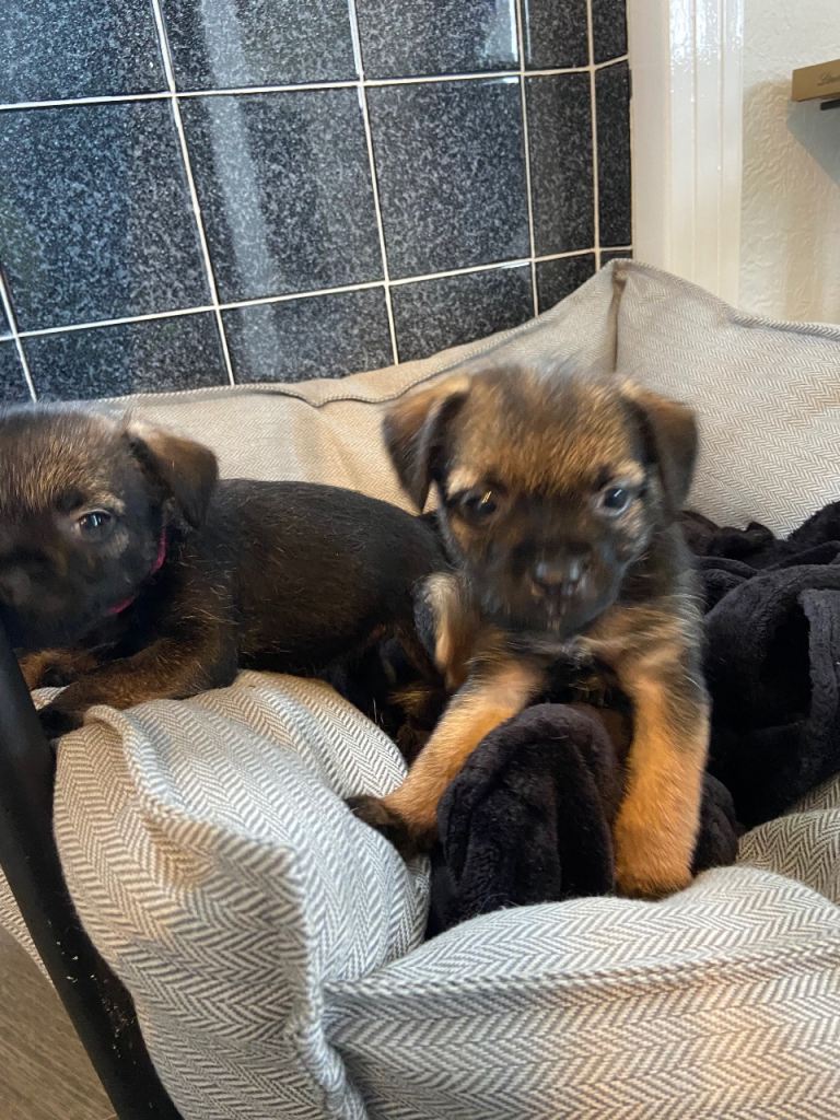 Two border terrier girl puppies