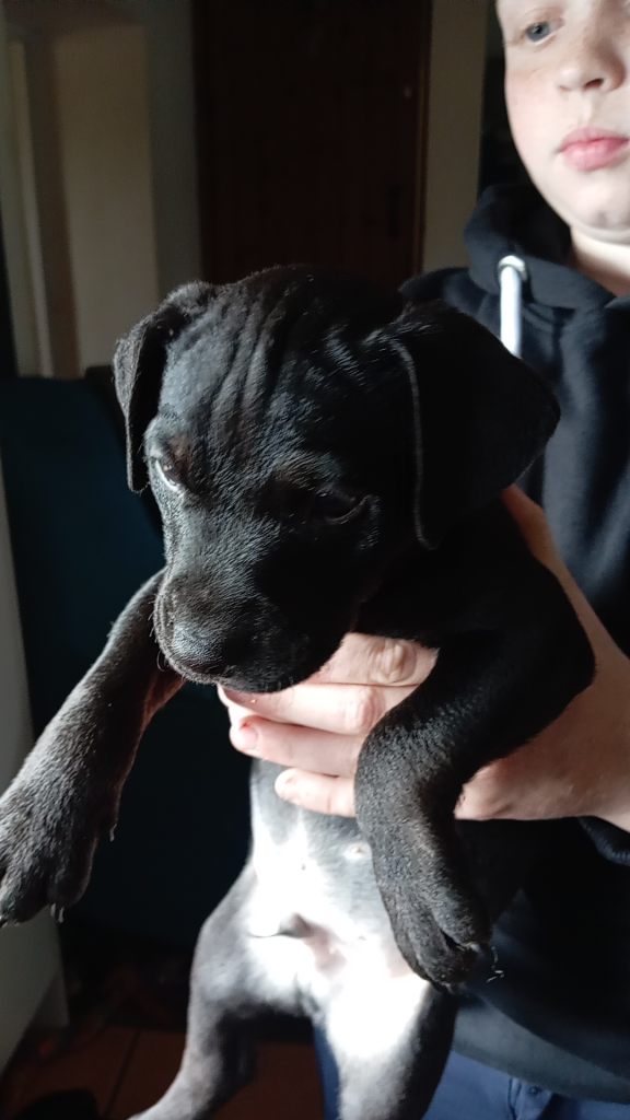 Patterjack puppies