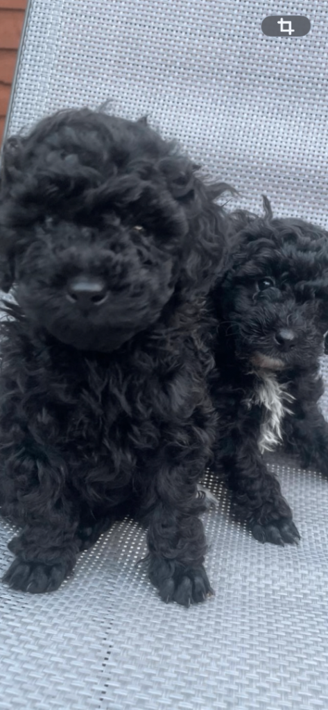 Too beautiful, very small Toy Poodle boys