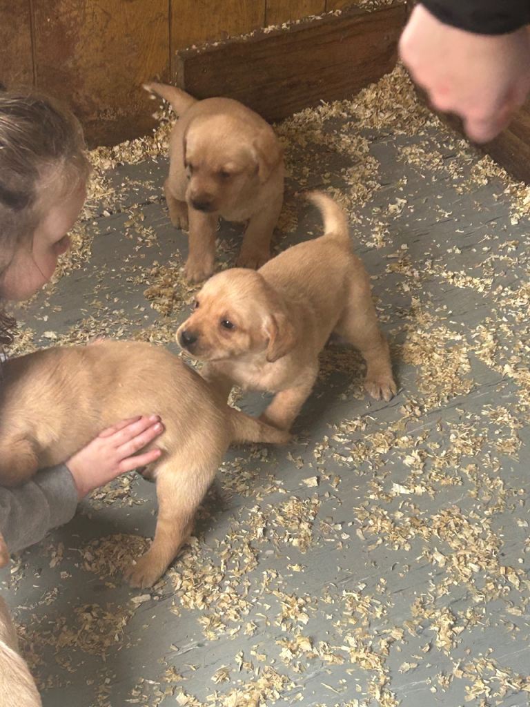 Labrador puppies for sale