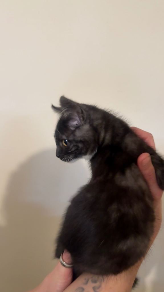 Gorgeous kittens ready for their forever homes