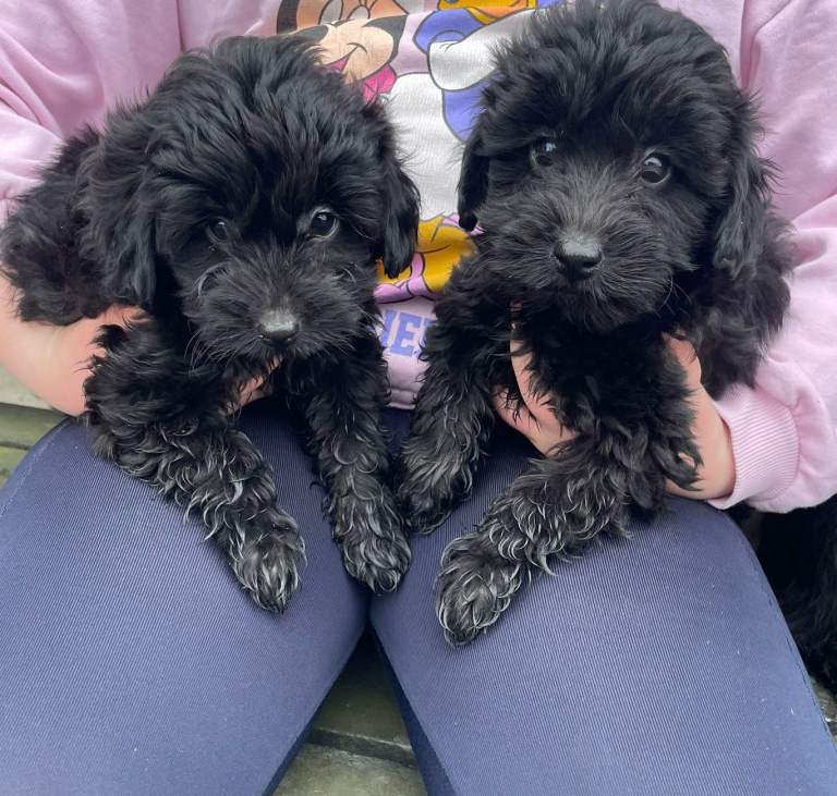 image for Snoodle Puppies 