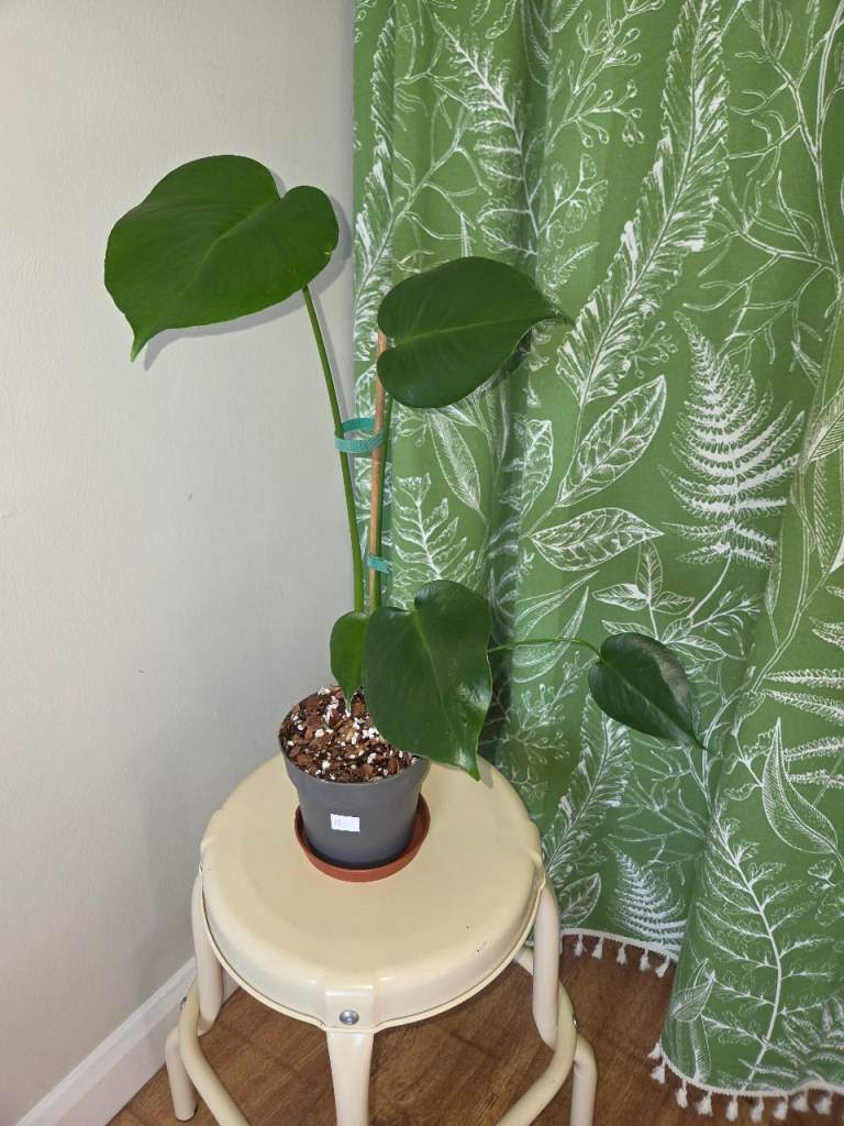 Monstera Deliciosa Juvenile 40cm Houseplant